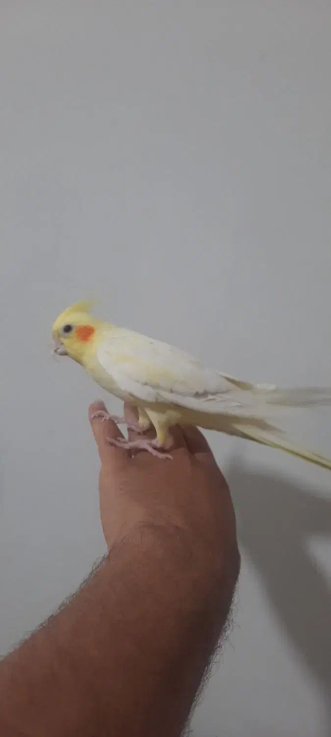 عروس هلندی لوتینو زعفرونی|پرنده|شیراز, فضلآباد|دیوار