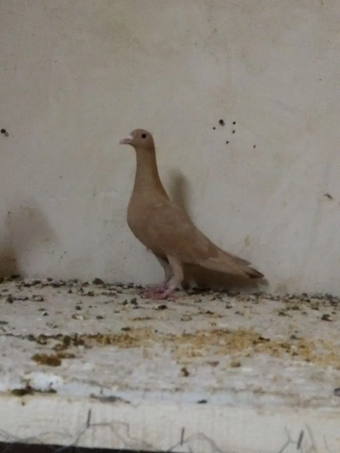 ماده زرد کرمونی درجه یک|پرنده|تربتحیدریه, سرمحله|دیوار