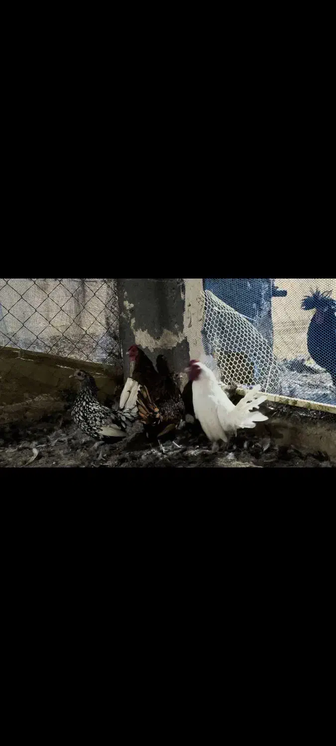 جوجه لهستانی و پولند یک روزه و تخم سبرایت|حیوانات مزرعه|قنوات, |دیوار