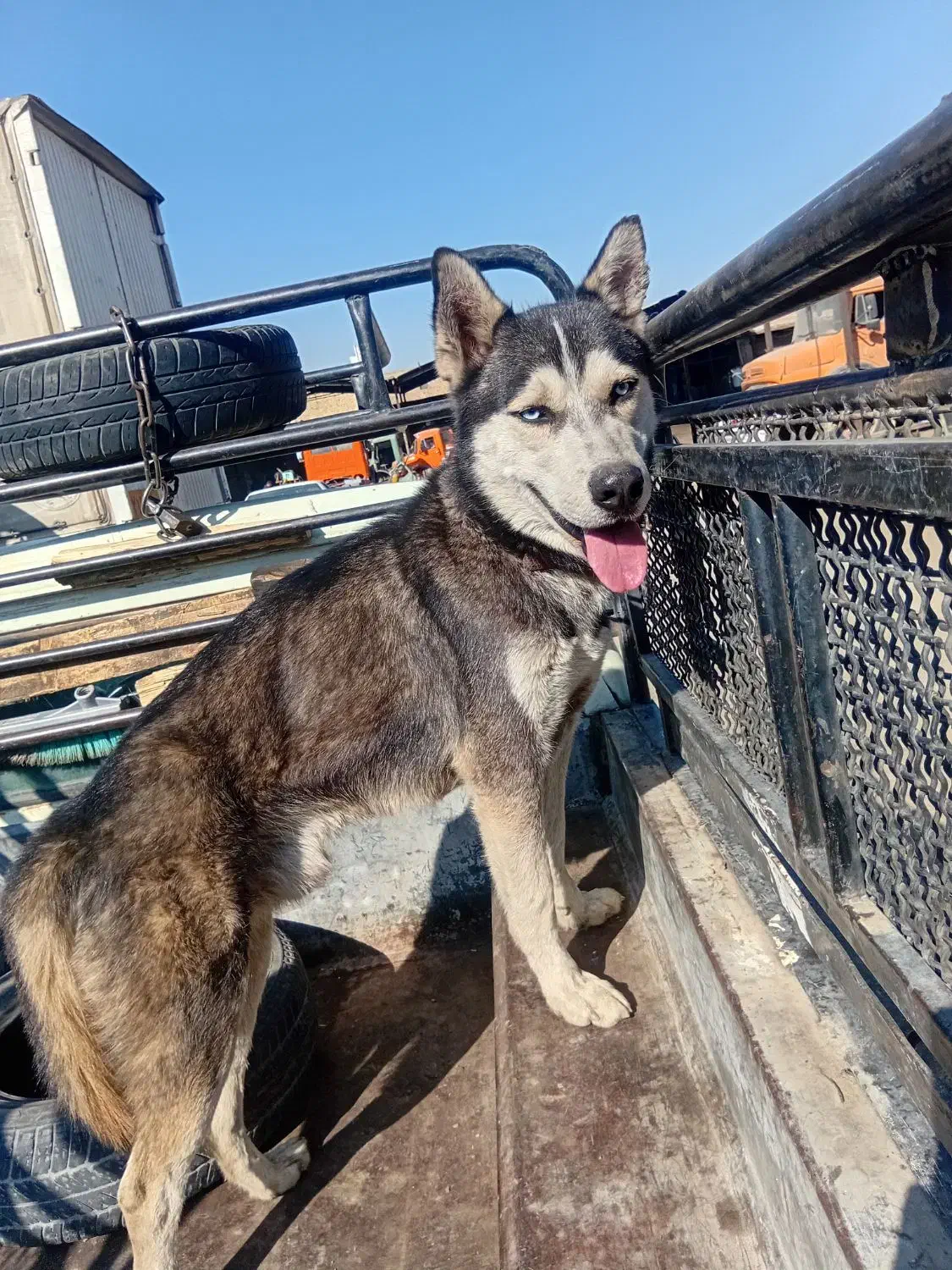 سلام سگ هاسگی|سگ|خمینی‌شهر, |دیوار