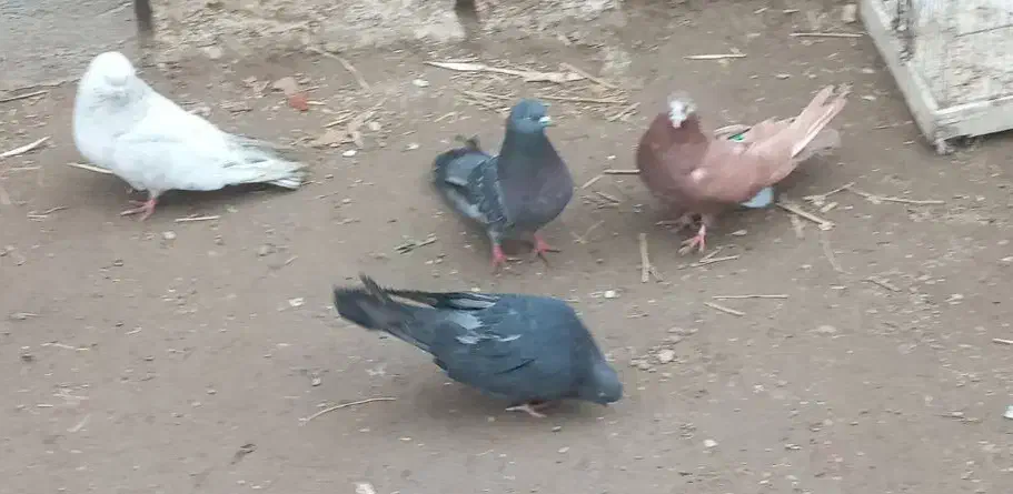 کبوتر سرور|پرنده|اردبیل, |دیوار