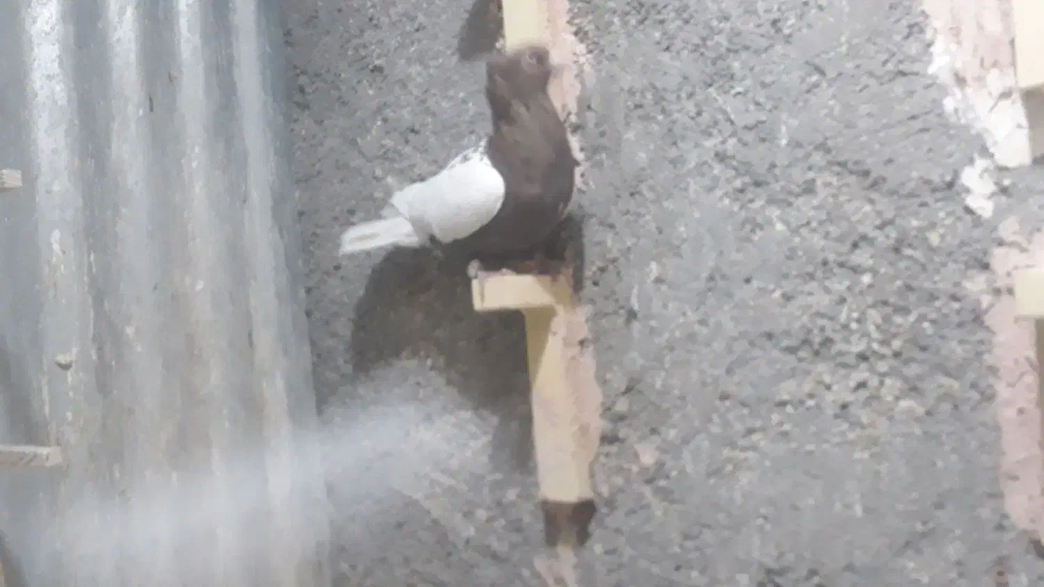 نروماده کمر زردوسرخ|پرنده|سبزوار, امیر کبیر|دیوار