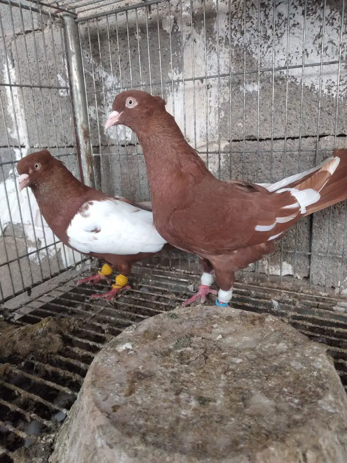 یبال سرخ|پرنده|شوشتر, |دیوار