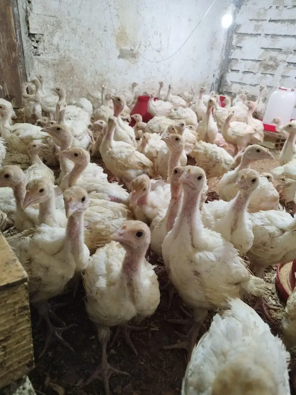 جوجه بوقلمون یک ماهه بیوتی|حیوانات مزرعه|اصفهان, امین‌آباد|دیوار