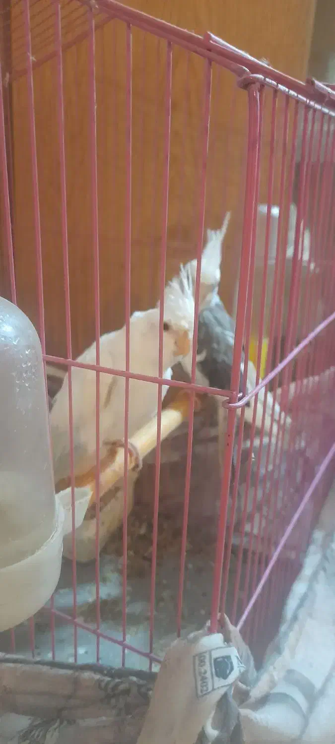 عروس درجه یک|پرنده|چغادک, |دیوار