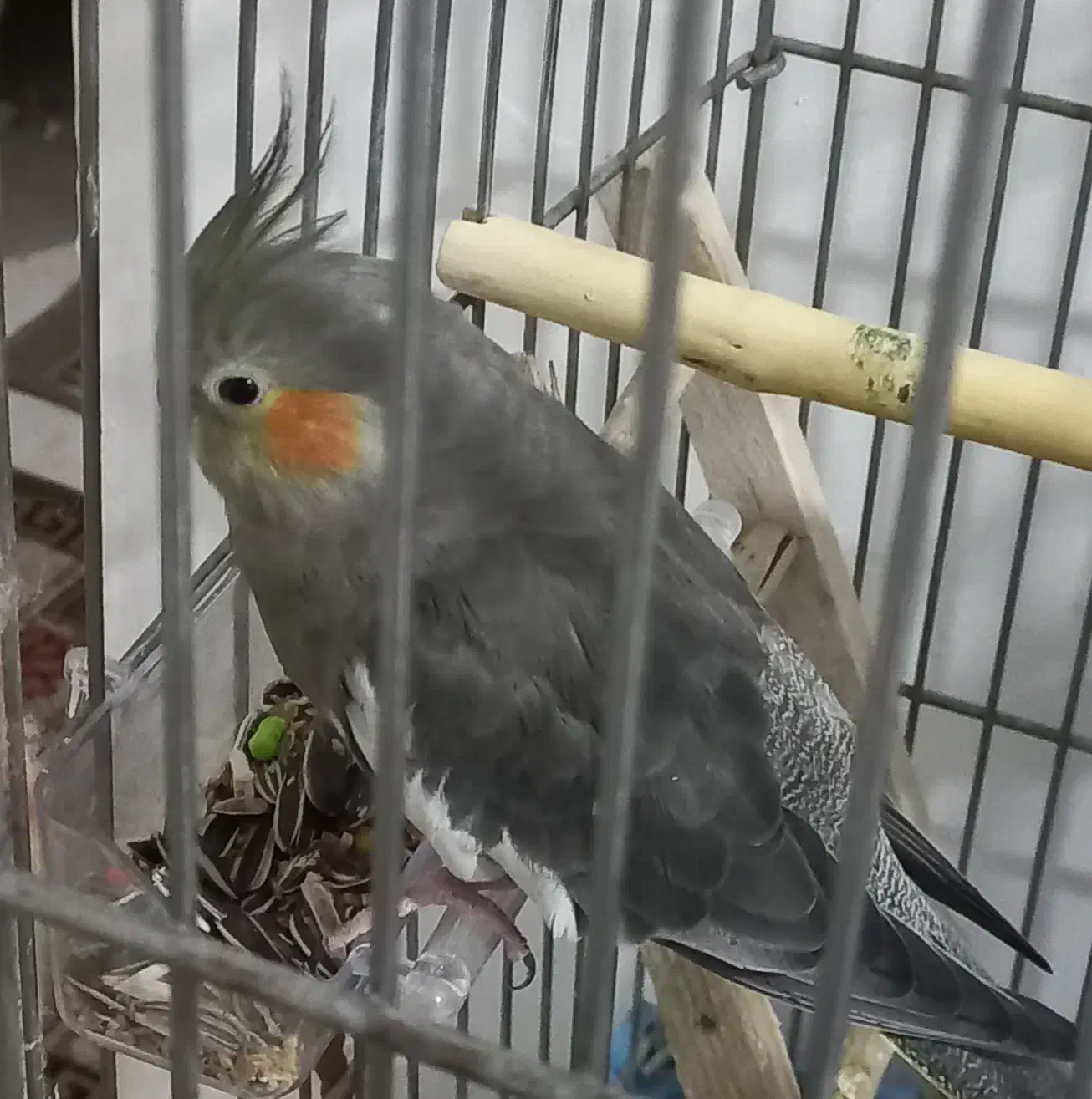 عروس هلندی نروماده دونه ای ۶۵۰|پرنده|قدس, شهر‌قدس|دیوار