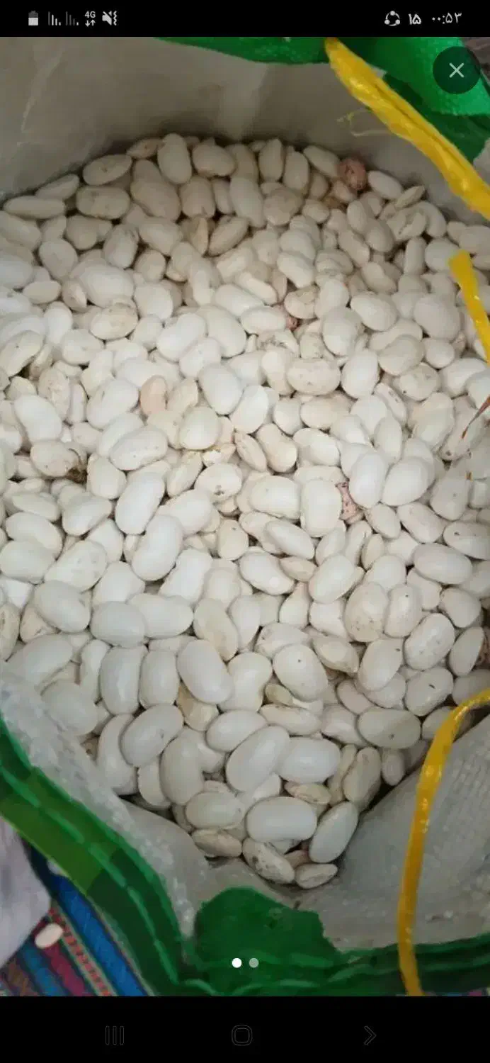 لوبیا کشاورزی|عمده‌فروشی|اقبالیه, |دیوار