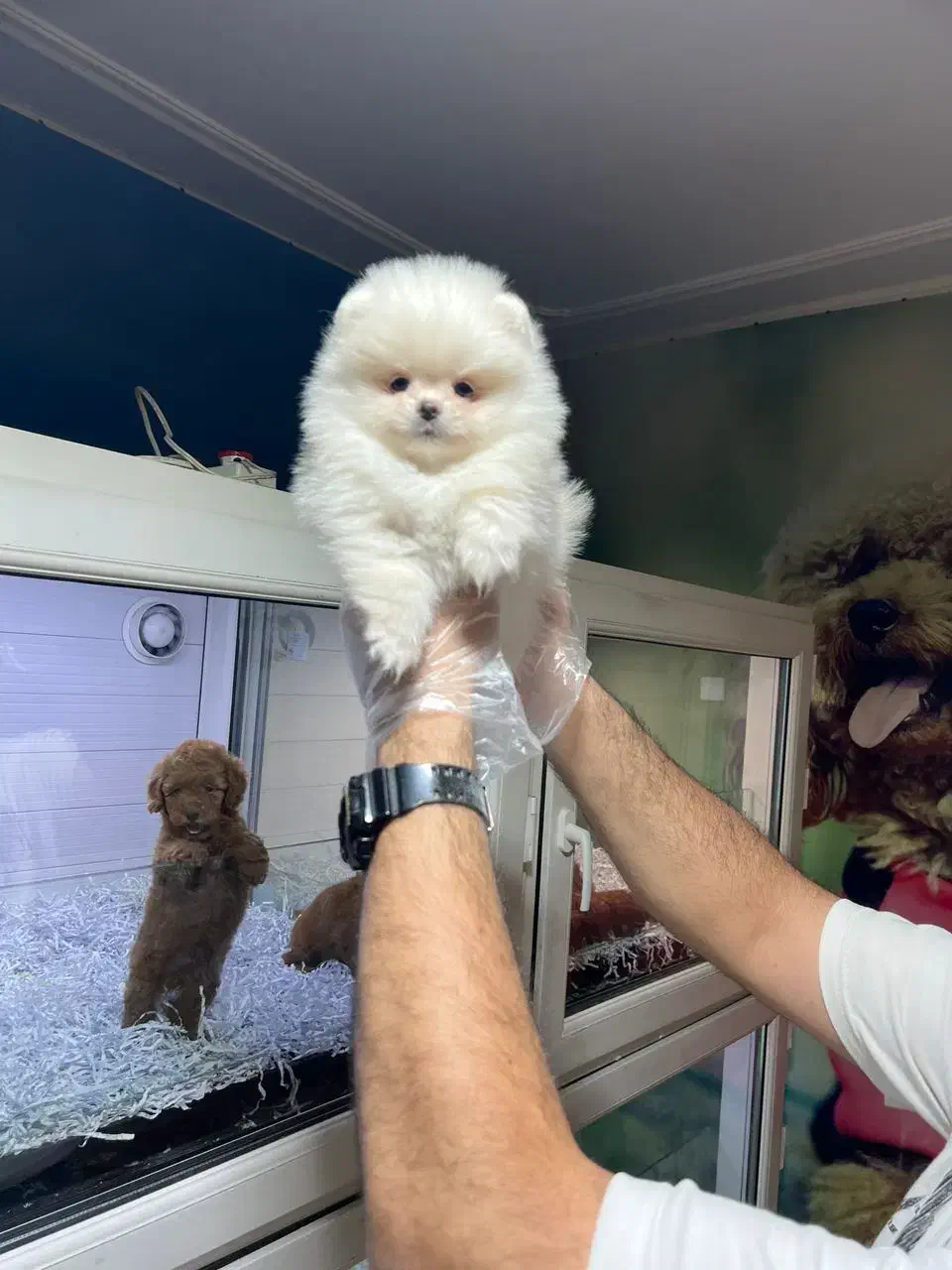 پامرانین عروسکی|سگ|تهران, پونک|دیوار