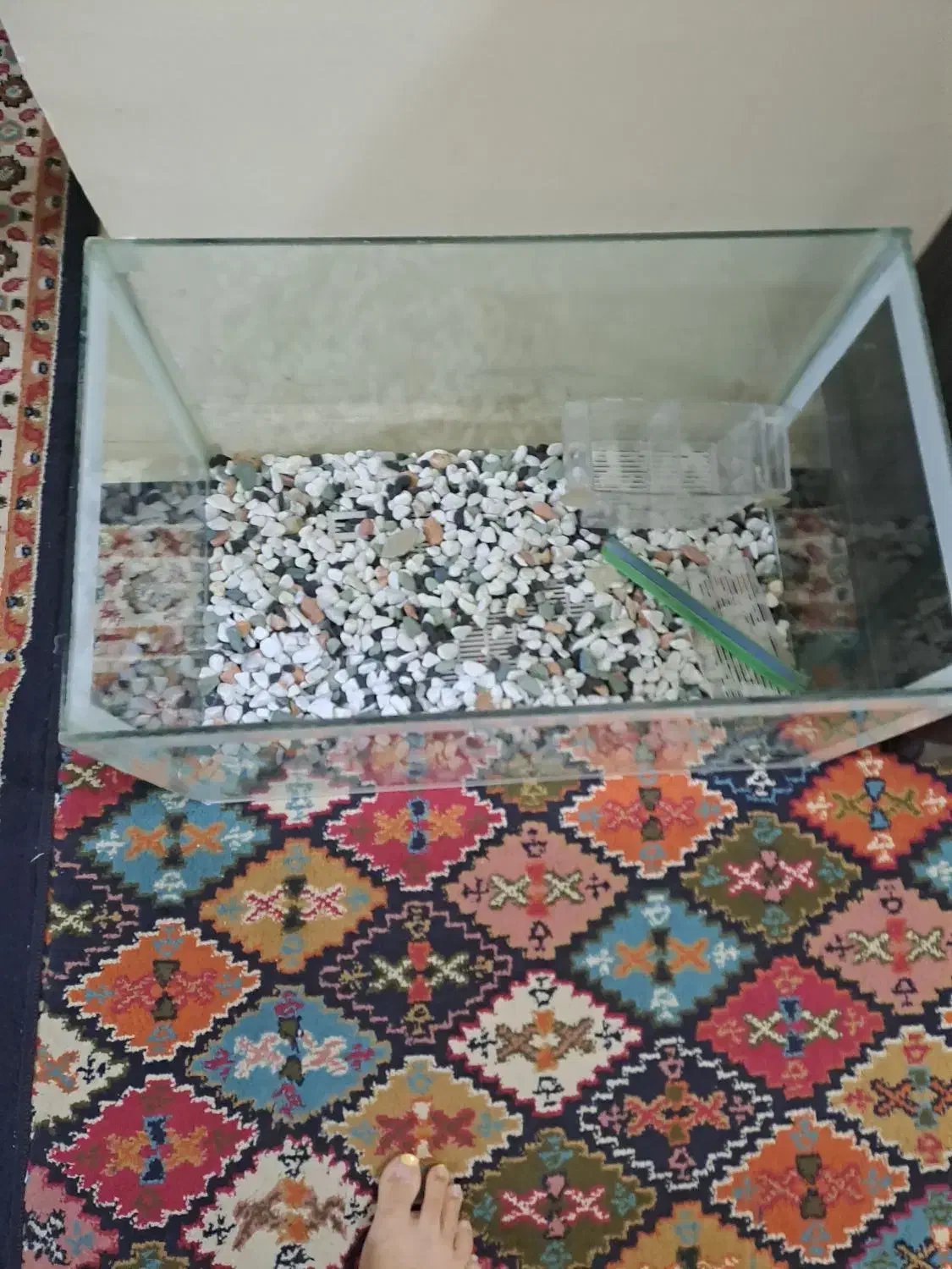 اکواریوم|ماهی|پرند, فاز ۶|دیوار