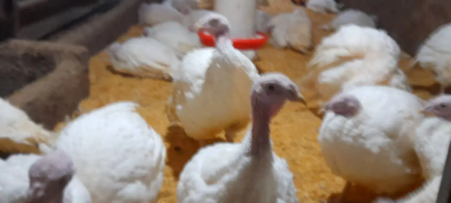 فروش بوقلمون پرواری بیوتید|حیوانات مزرعه|تفرش, |دیوار