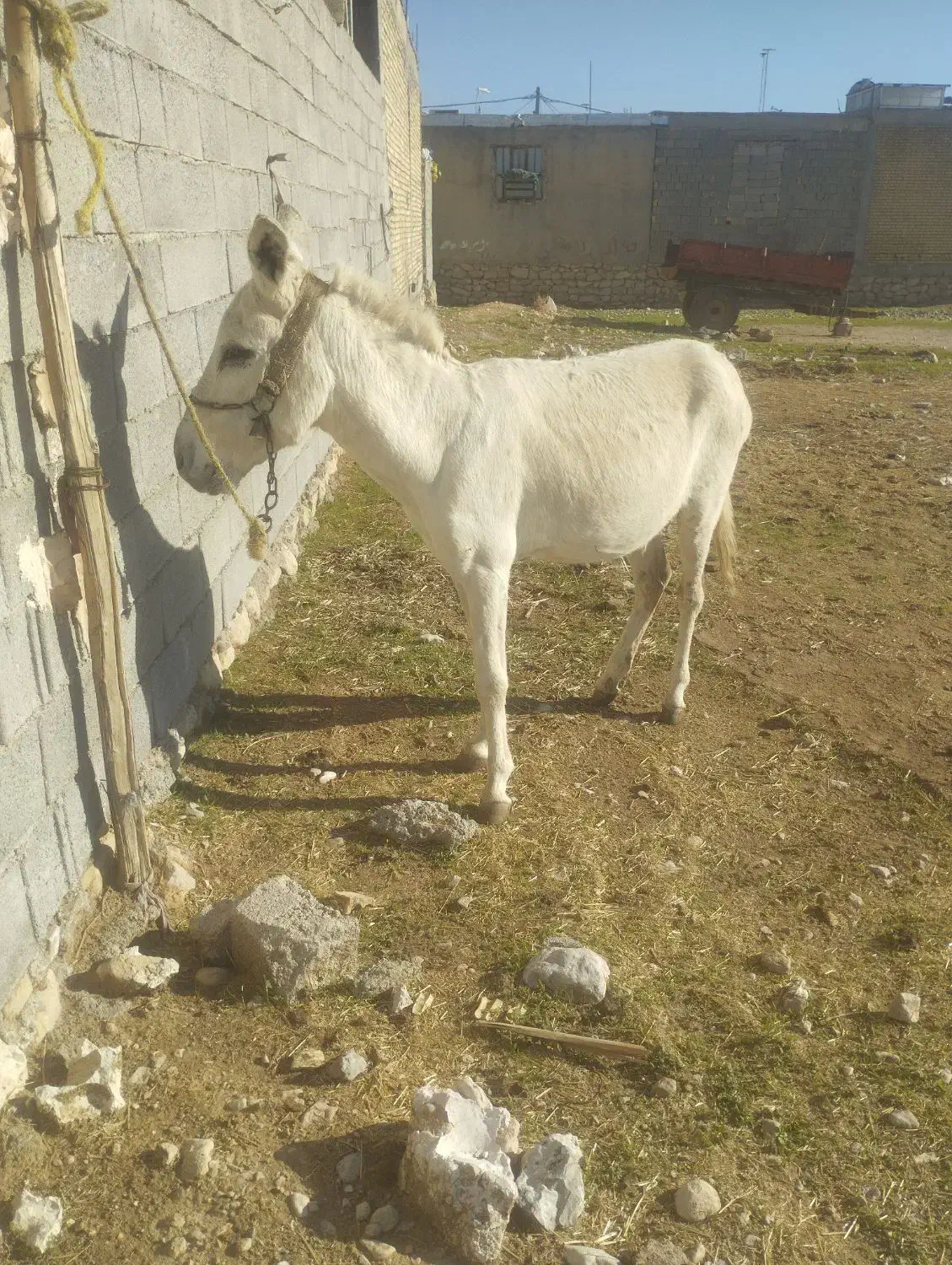 خر نر|حیوانات مزرعه|بهبهان, |دیوار