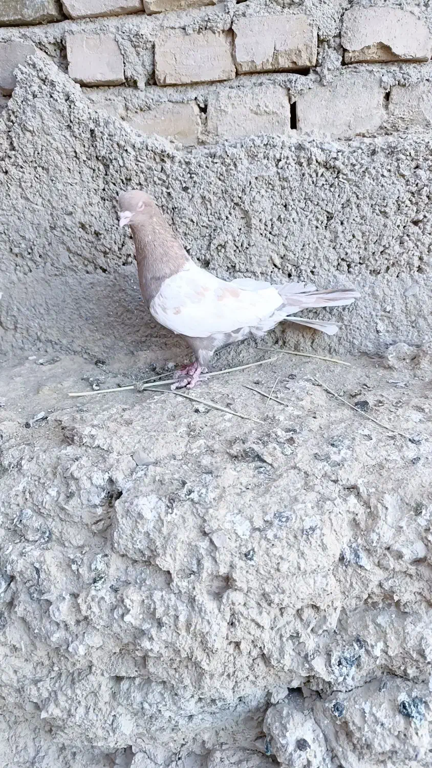 کربلایی ، طوقی، سینه ای، زاغ|پرنده|سراوان, |دیوار