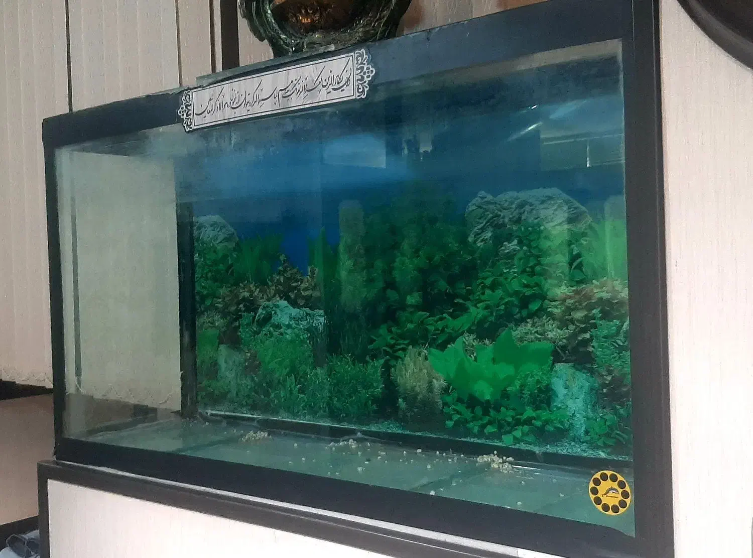 آکواریم|ماهی|یزد, |دیوار
