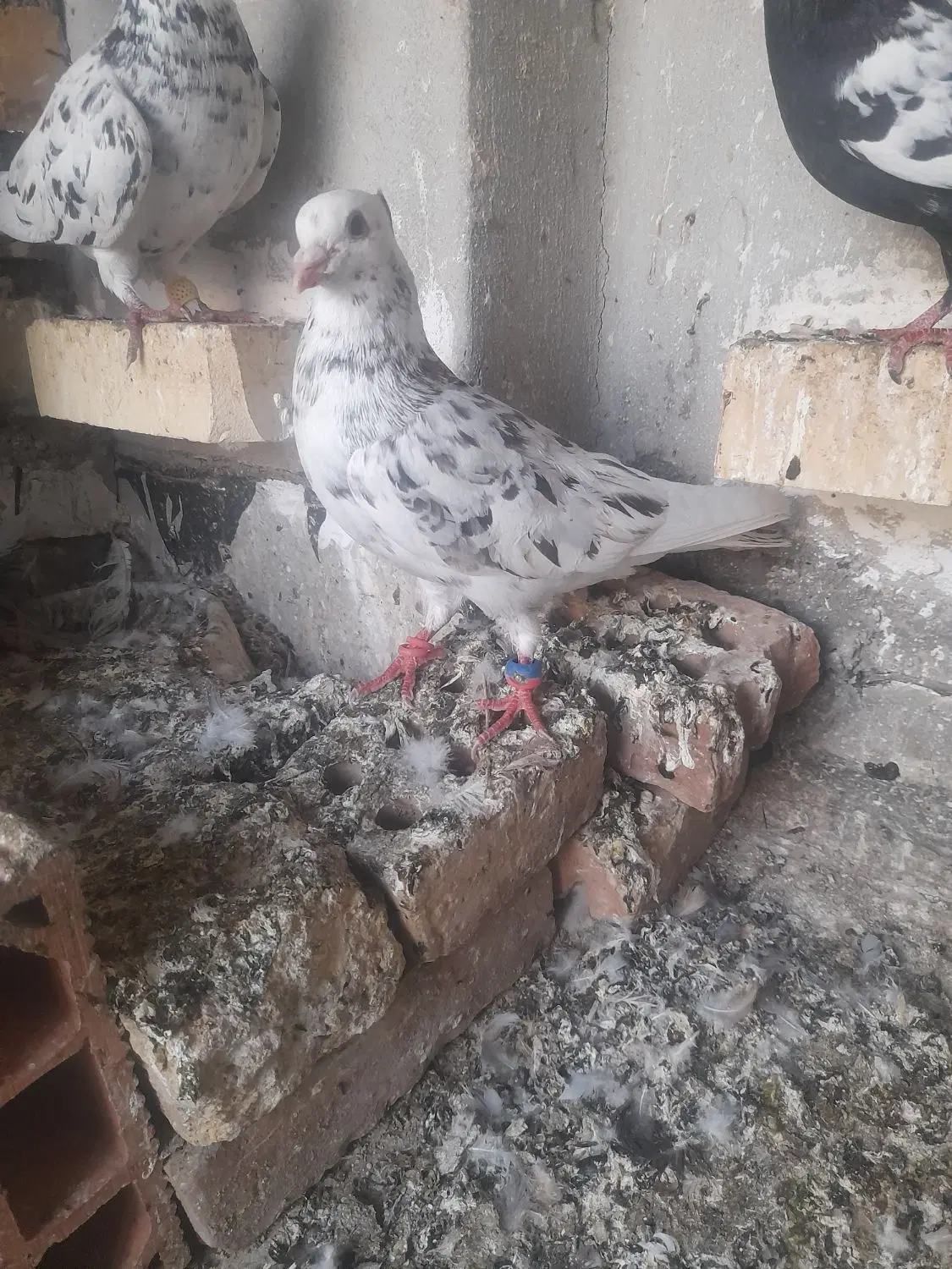 کبوتر|پرنده|آشخانه, |دیوار