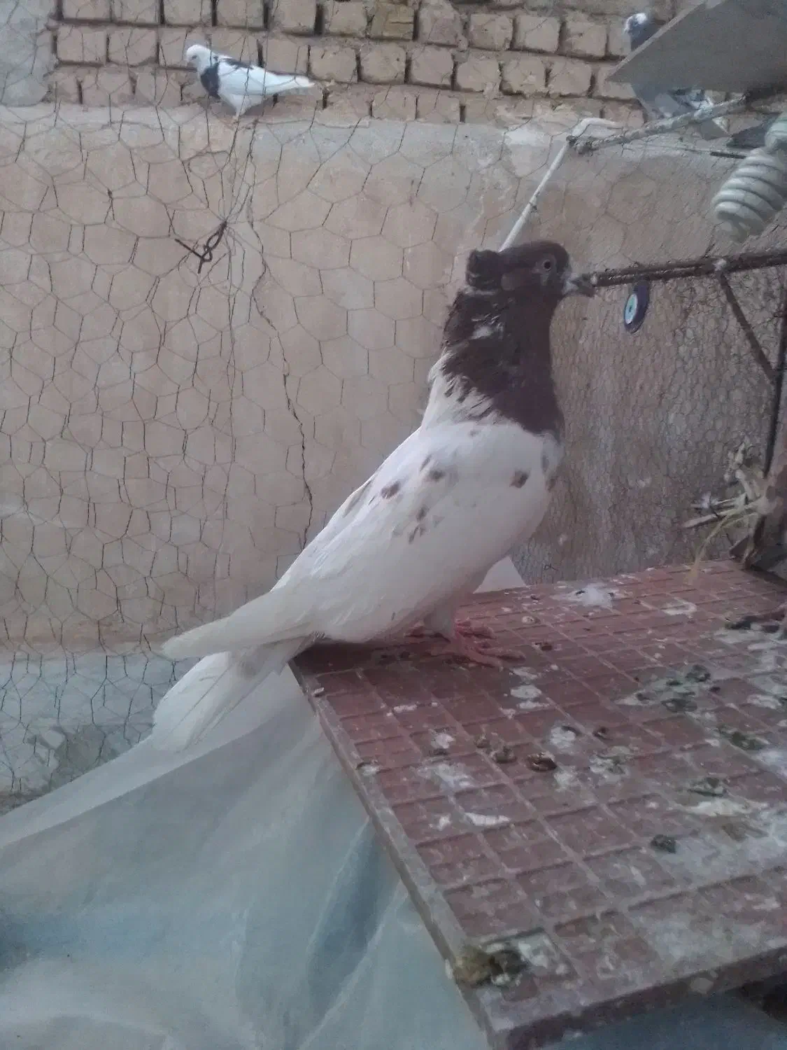 کبوتر|حیوانات|قم, علی آباد سعدگان|دیوار