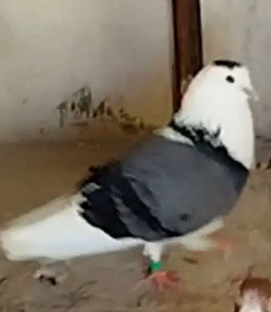 طوق پشت سبز باخت خورده|پرنده|چناران, |دیوار