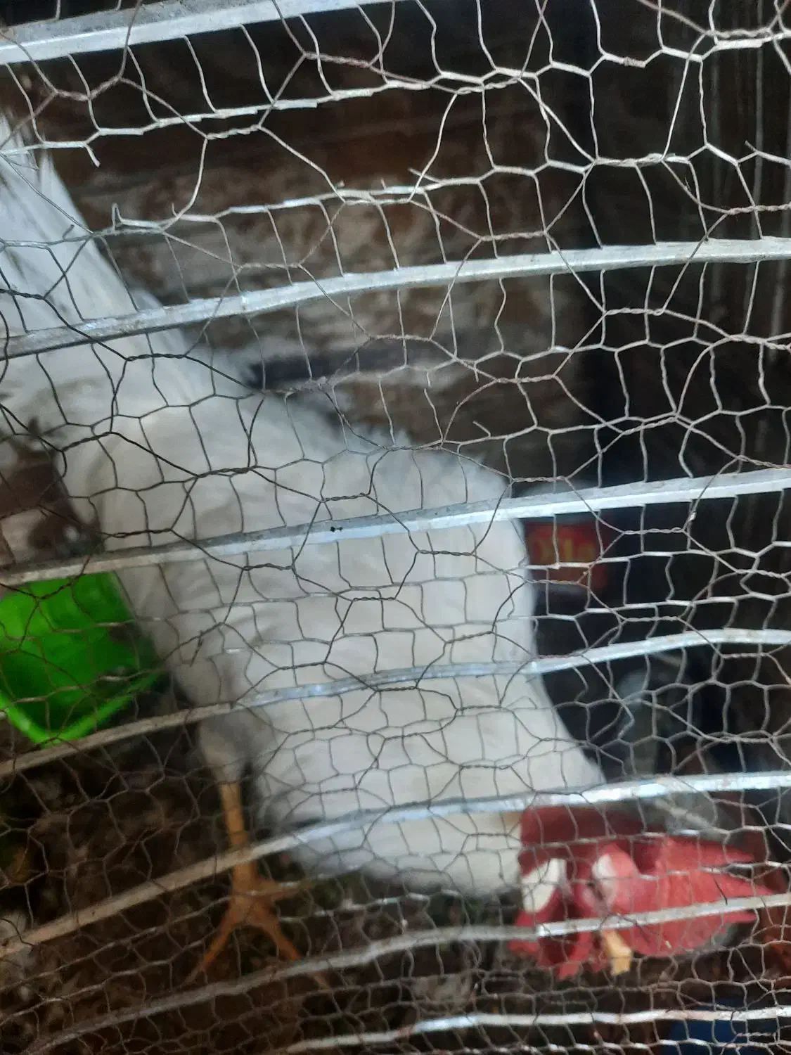 خروس حاجی آباد|حیوانات مزرعه|خوسف, |دیوار