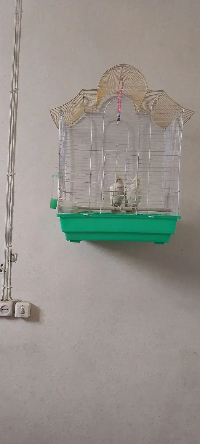 عروس هلندی|پرنده|خمینی‌شهر, |دیوار