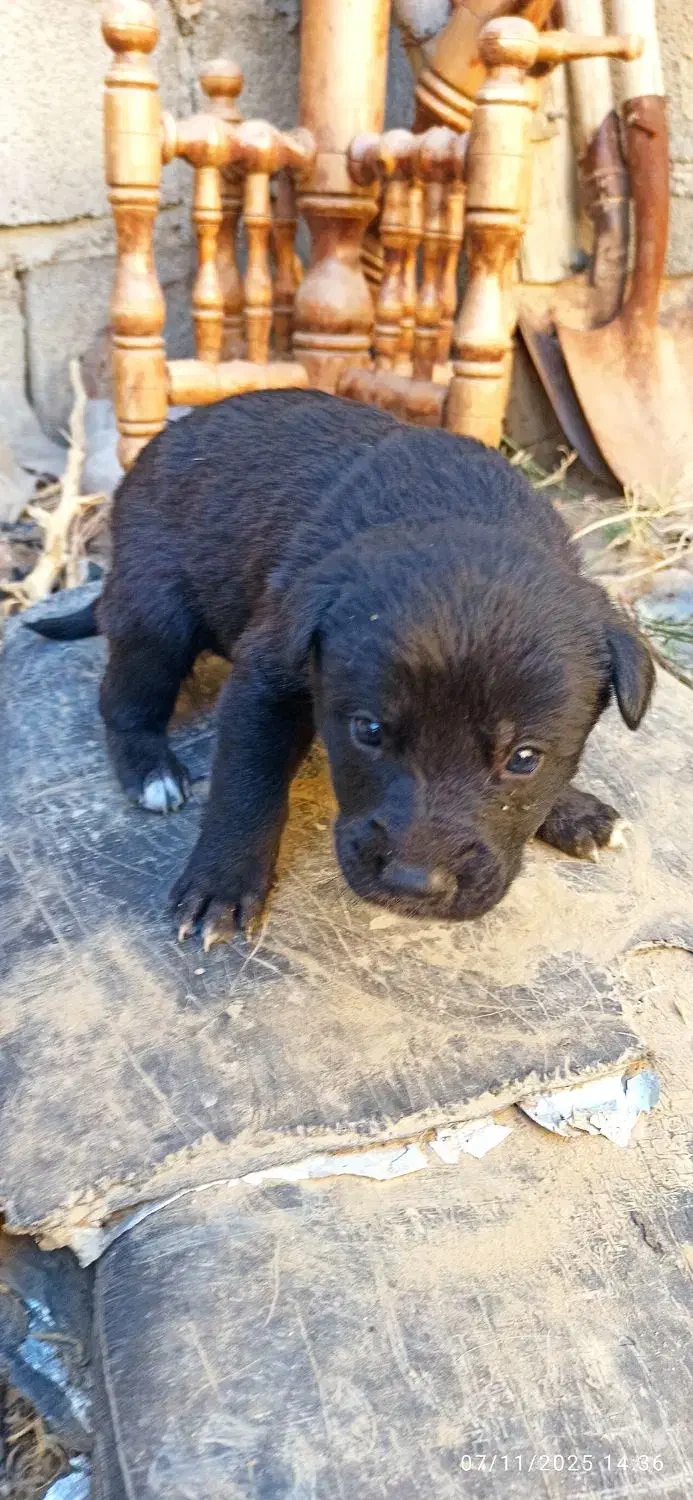 واگذاری|سگ|بجنورد, |دیوار