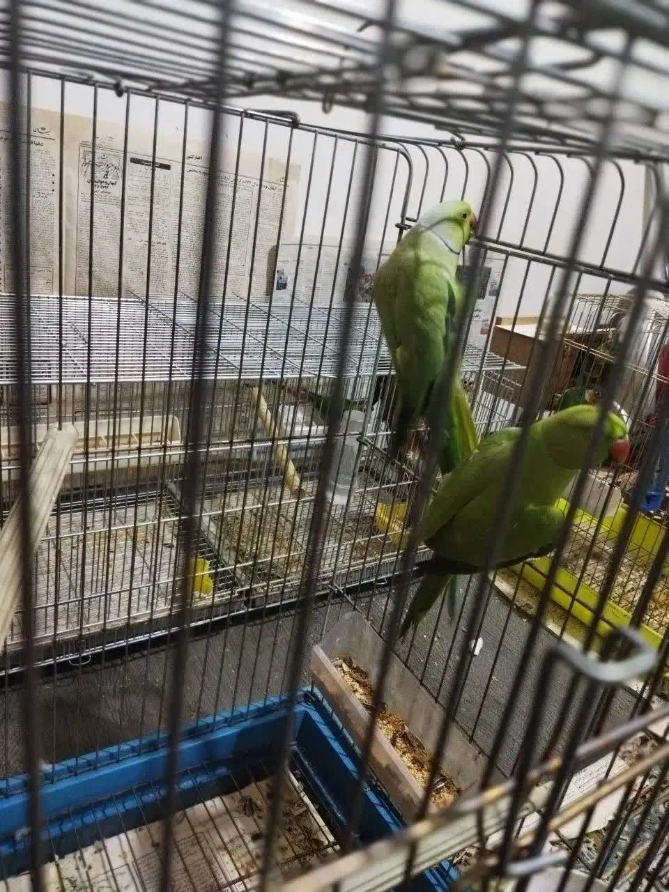 ملنگو،گرینجیگ،عروس مولدمعاوضه با متور سیکلت و نقره|پرنده|ارومیه, |دیوار