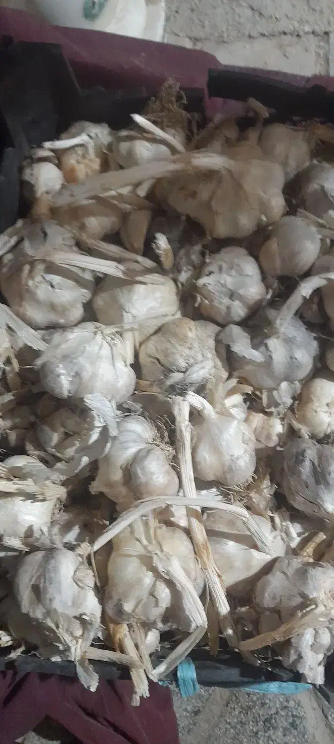 سیر‌تازه‌‌وسفید‌امسال|خوردنی و آشامیدنی|زرین دشت (همدان), |دیوار