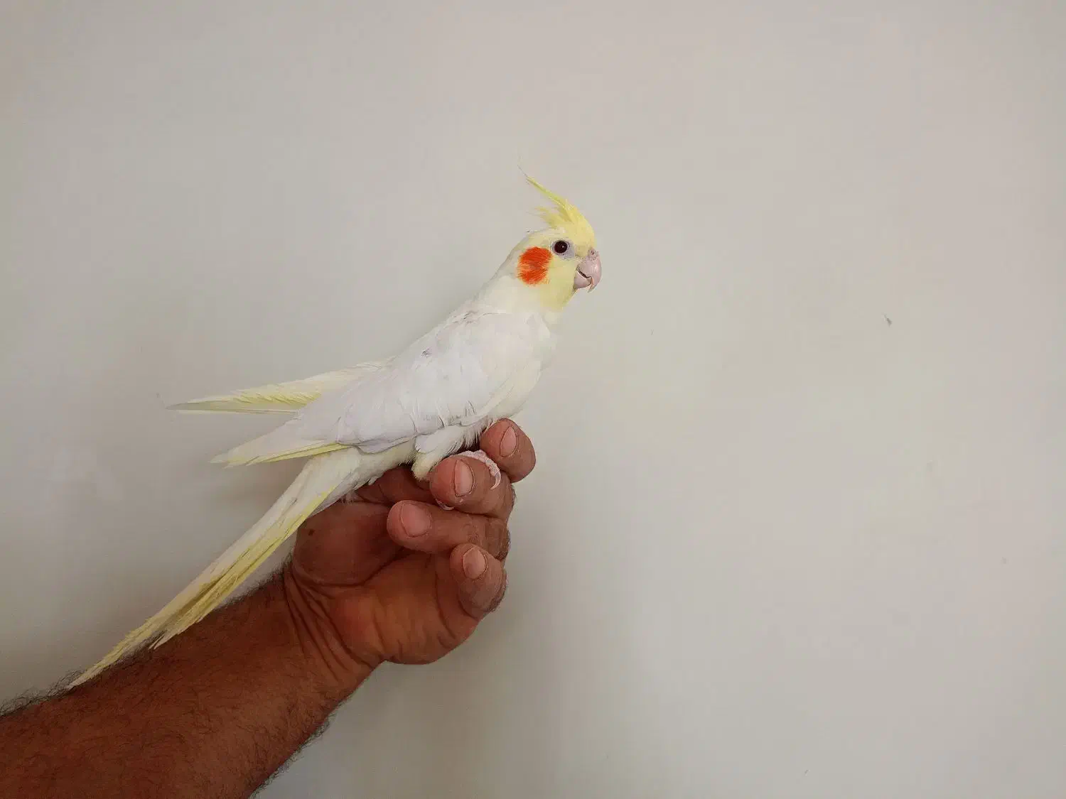 عروس هلندی لوتینو|پرنده|مبارکه, |دیوار