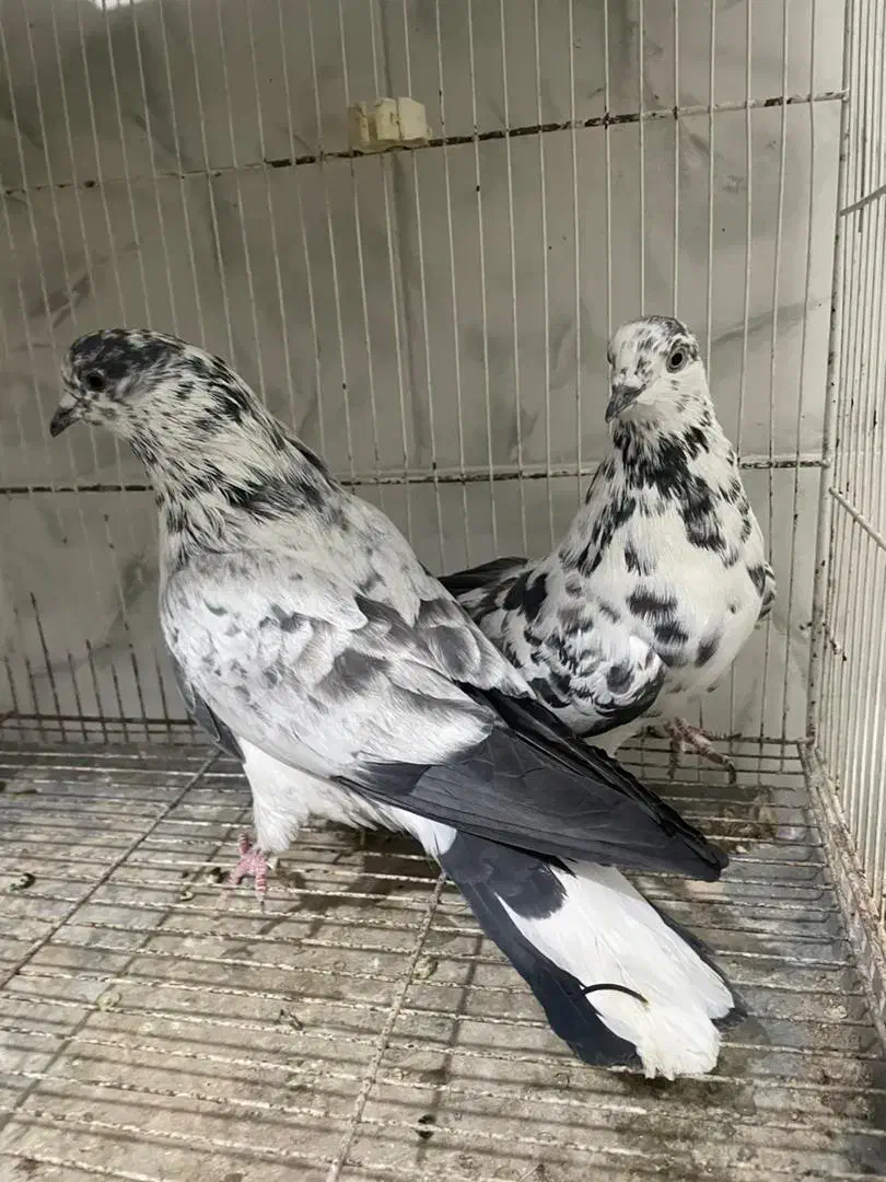 کبوتر کفتر پرشی درجه یک به شرط|پرنده|آمل, |دیوار