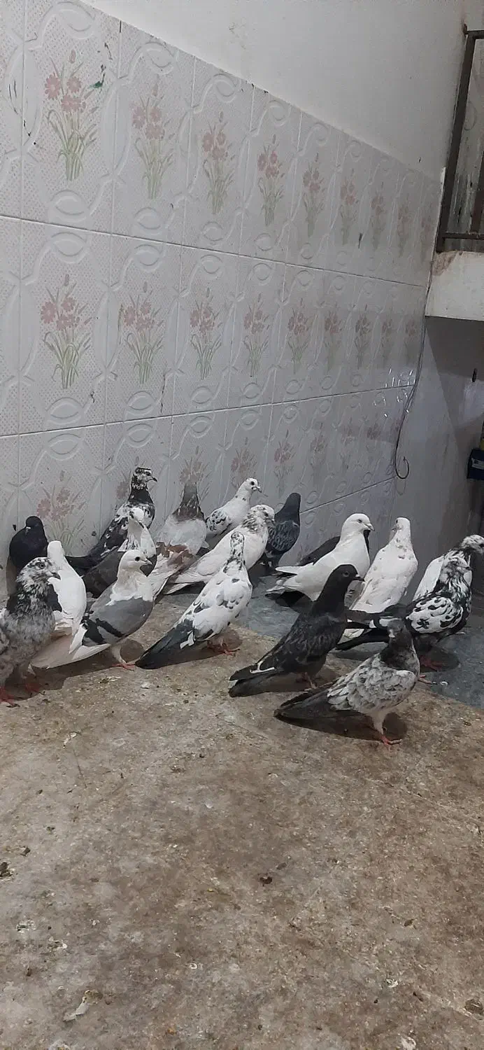 کبوتر جوجه مغلوف|پرنده|قم, نیروگاه|دیوار