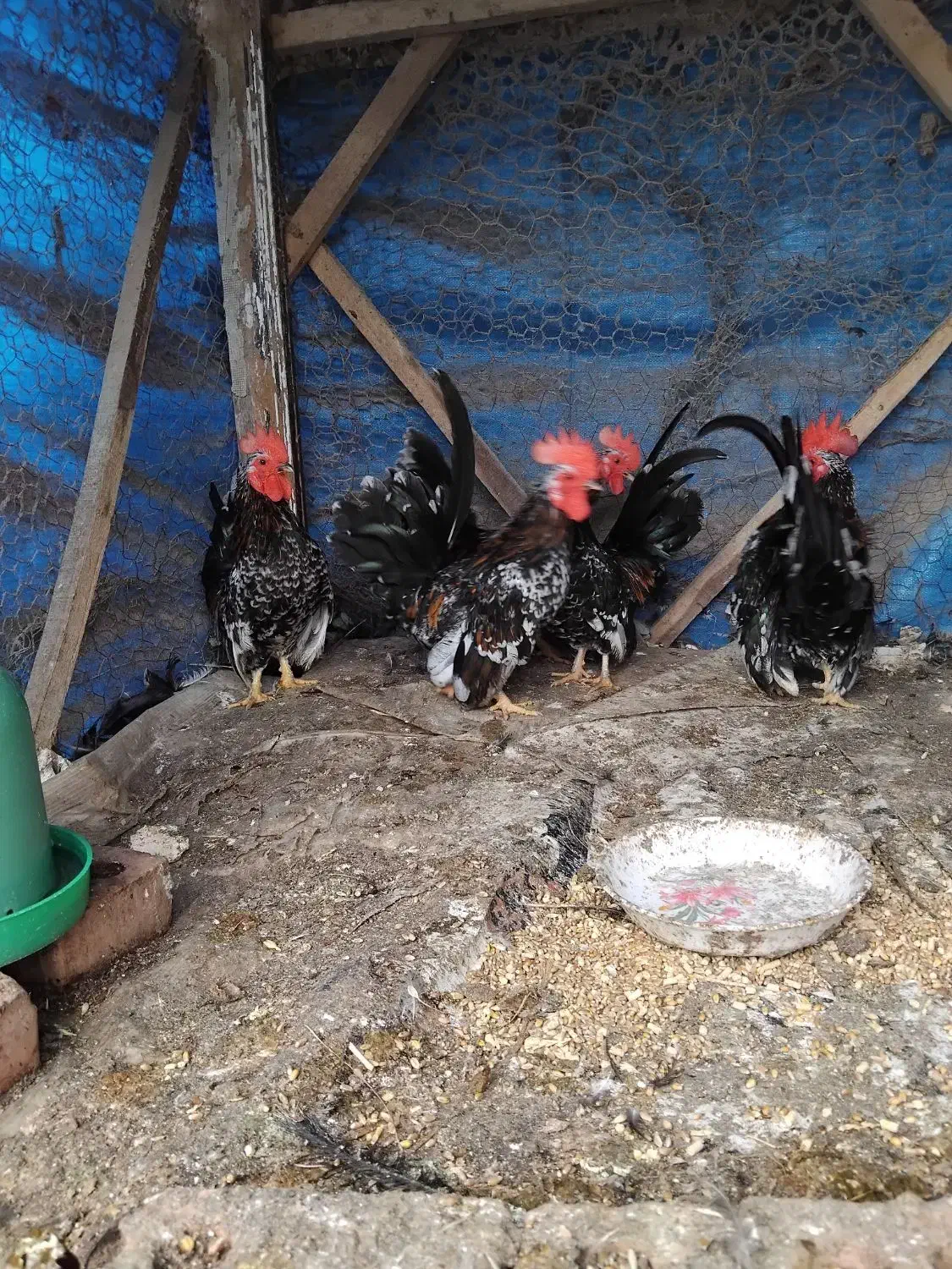 خروس جاپنیز ۳عدد|حیوانات مزرعه|حویق, |دیوار