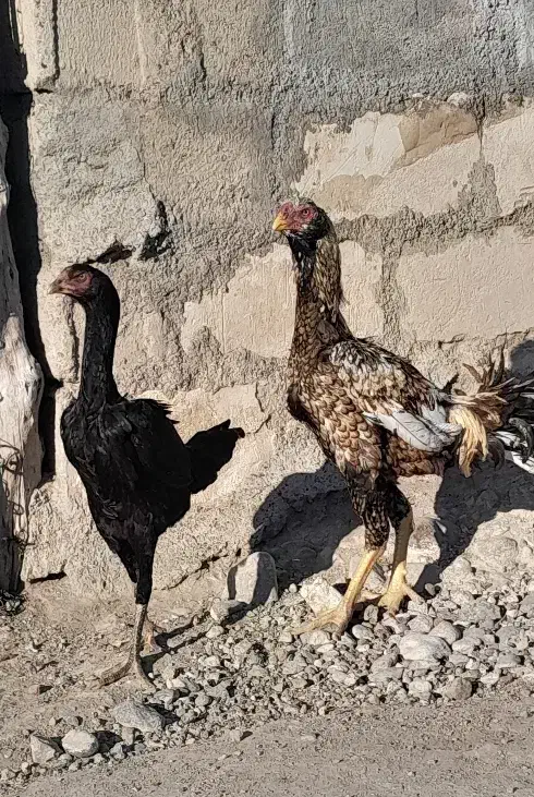 خروس لاری|حیوانات مزرعه|اردبیل, |دیوار