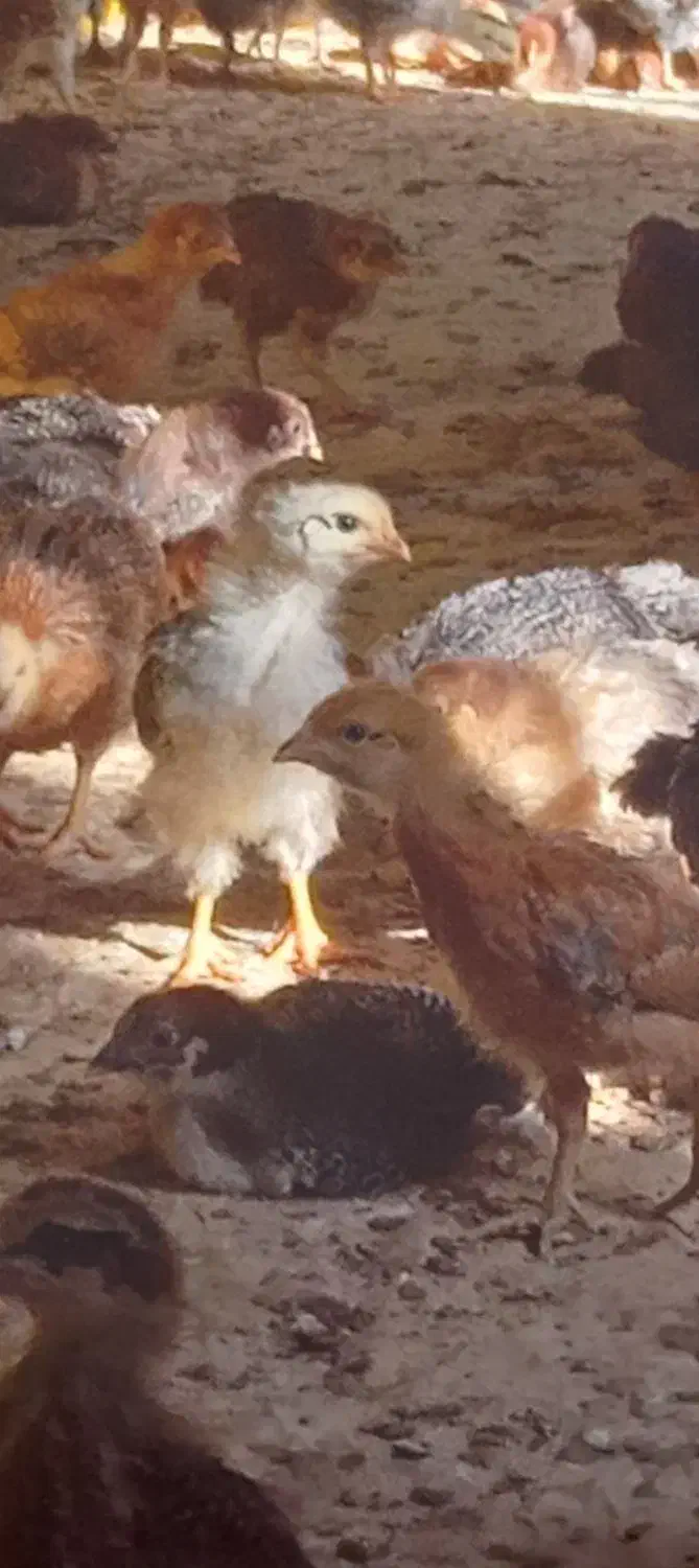 تولیدی جوجه گلپایگان قزوین|حیوانات مزرعه|قزوین, |دیوار