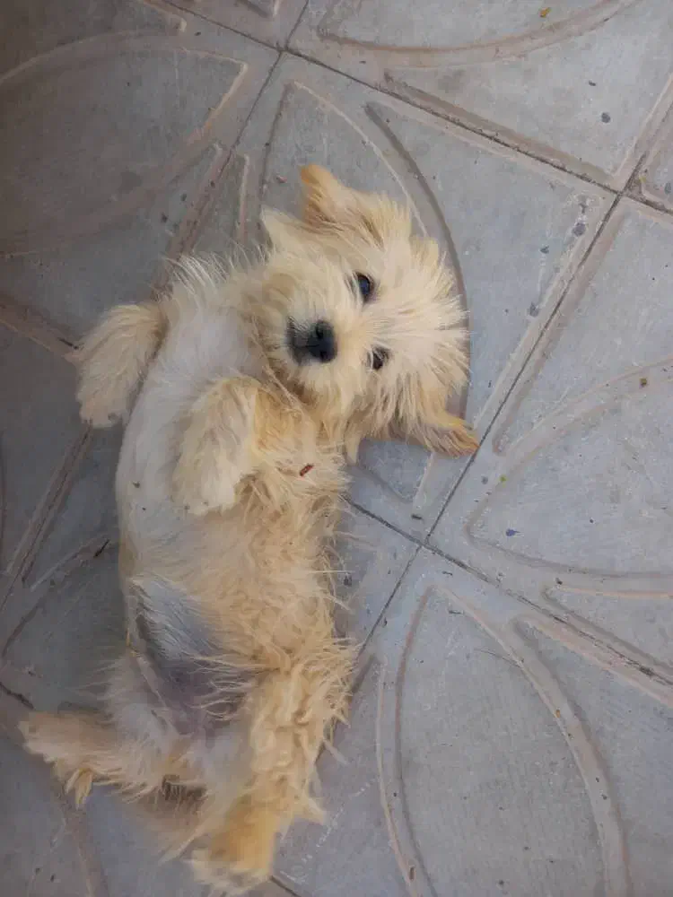 سگ شیتزو|سگ|سروستان, |دیوار