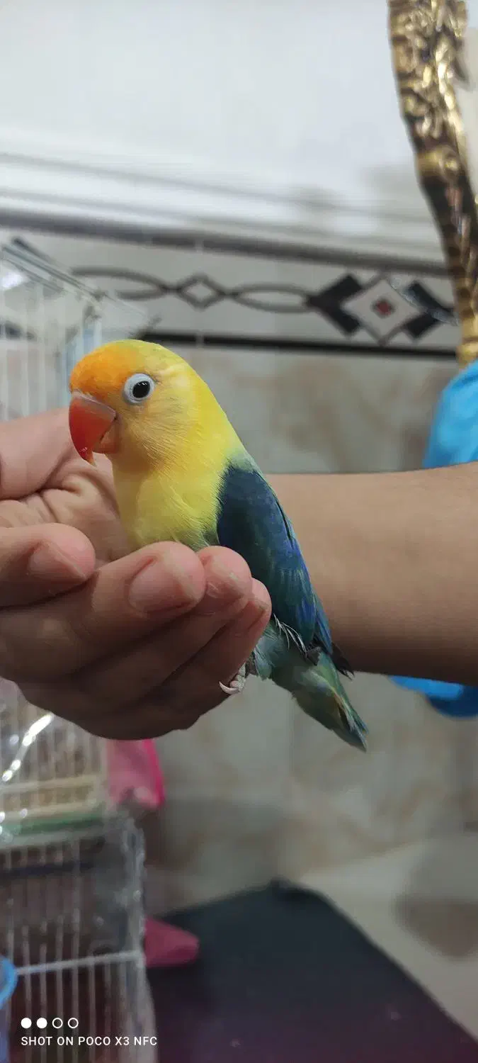 طوطی کوتوله برزیلی|پرنده|برازجان, |دیوار