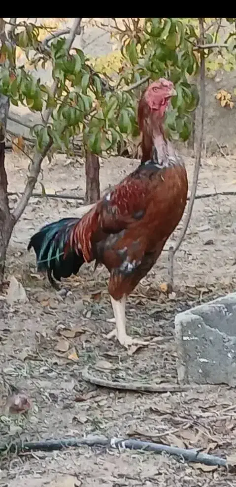 خروس لاری|حیوانات مزرعه|بومهن, |دیوار