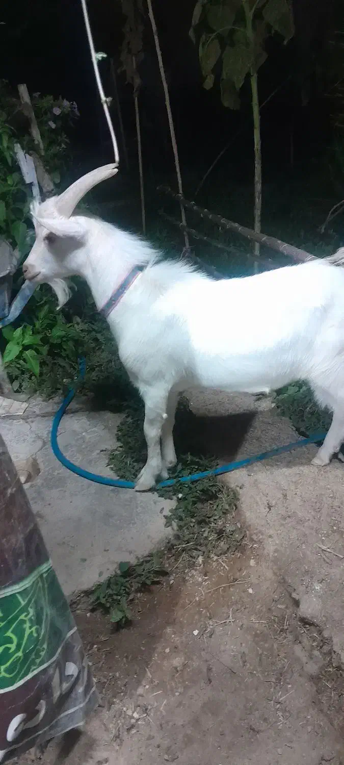 دو عدد چکل سانن|حیوانات مزرعه|فسا, |دیوار