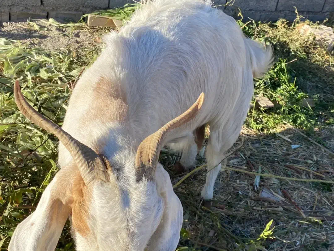 گوسفند|حیوانات مزرعه|ماهان, |دیوار