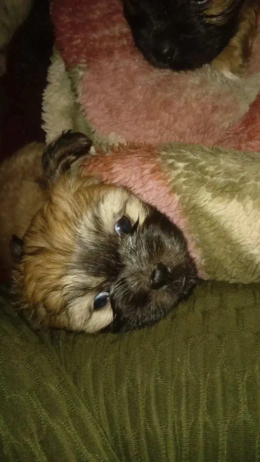 توله شیتزو|سگ|مسجد سلیمان, |دیوار