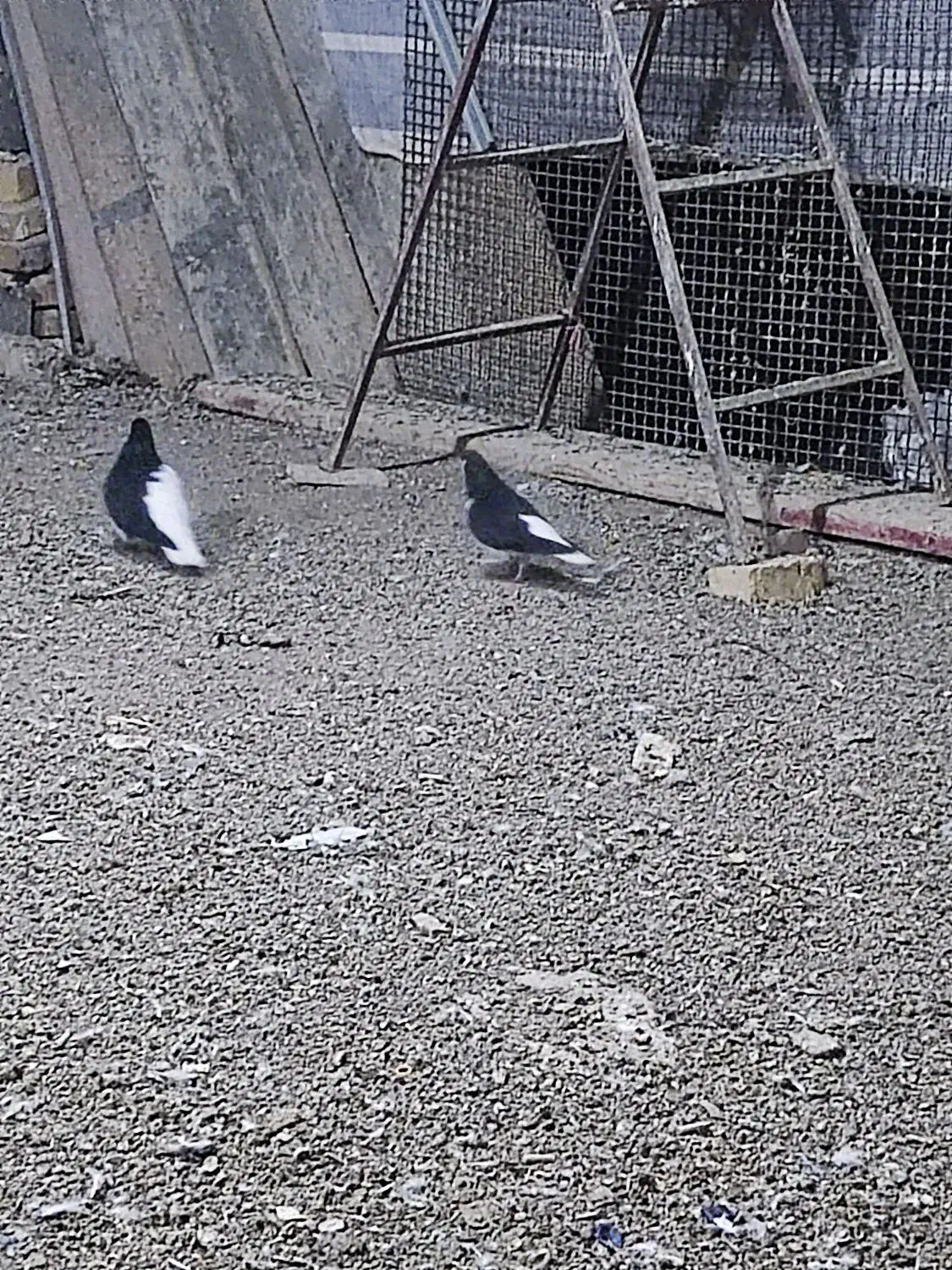 کبوتر خوشرنگ چپ|پرنده|تاکستان, |دیوار