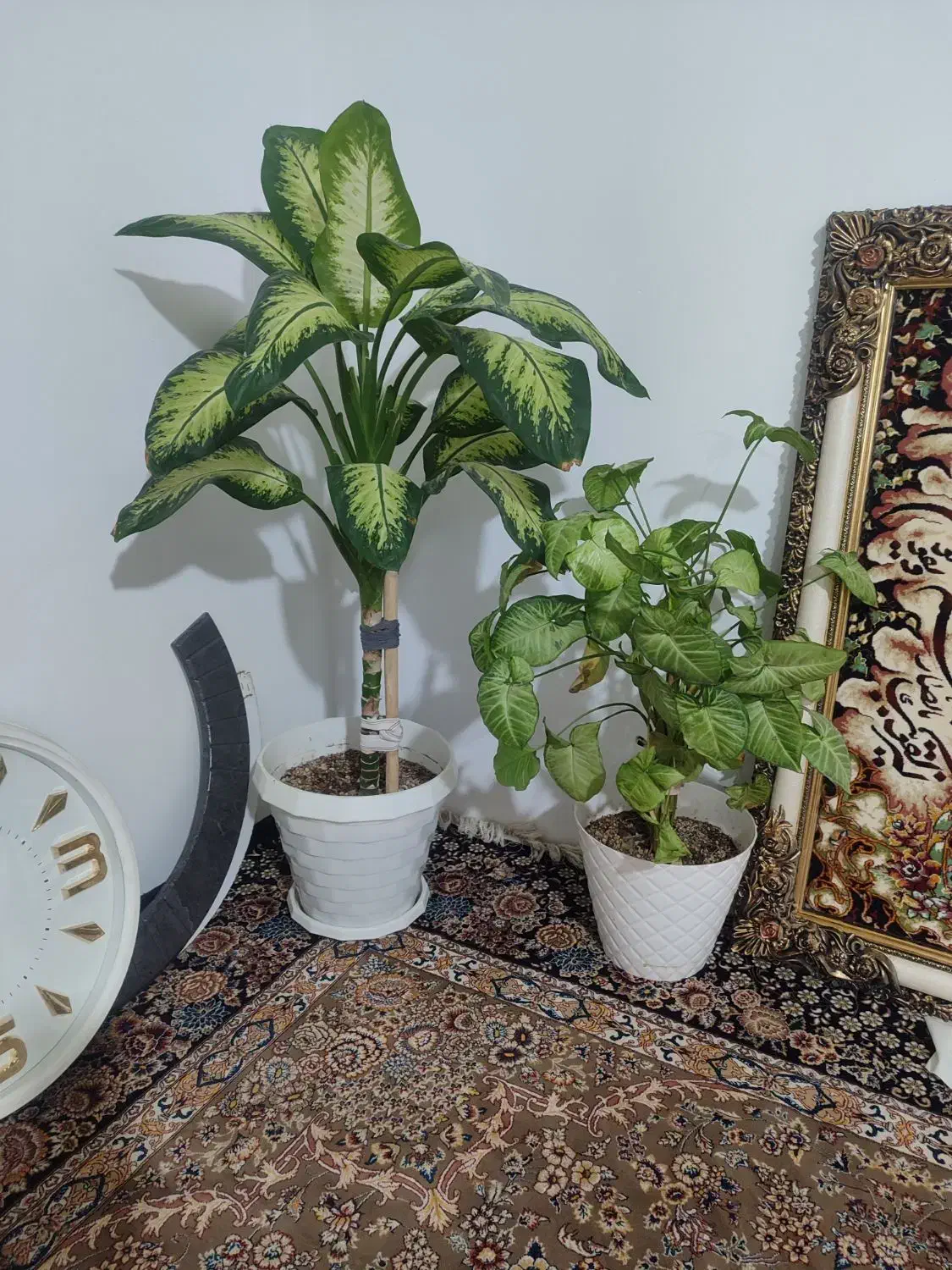 گل طبیعی آپارتمانی|گل و گیاه طبیعی|گلبهار, شهر جدید گلبهار|دیوار