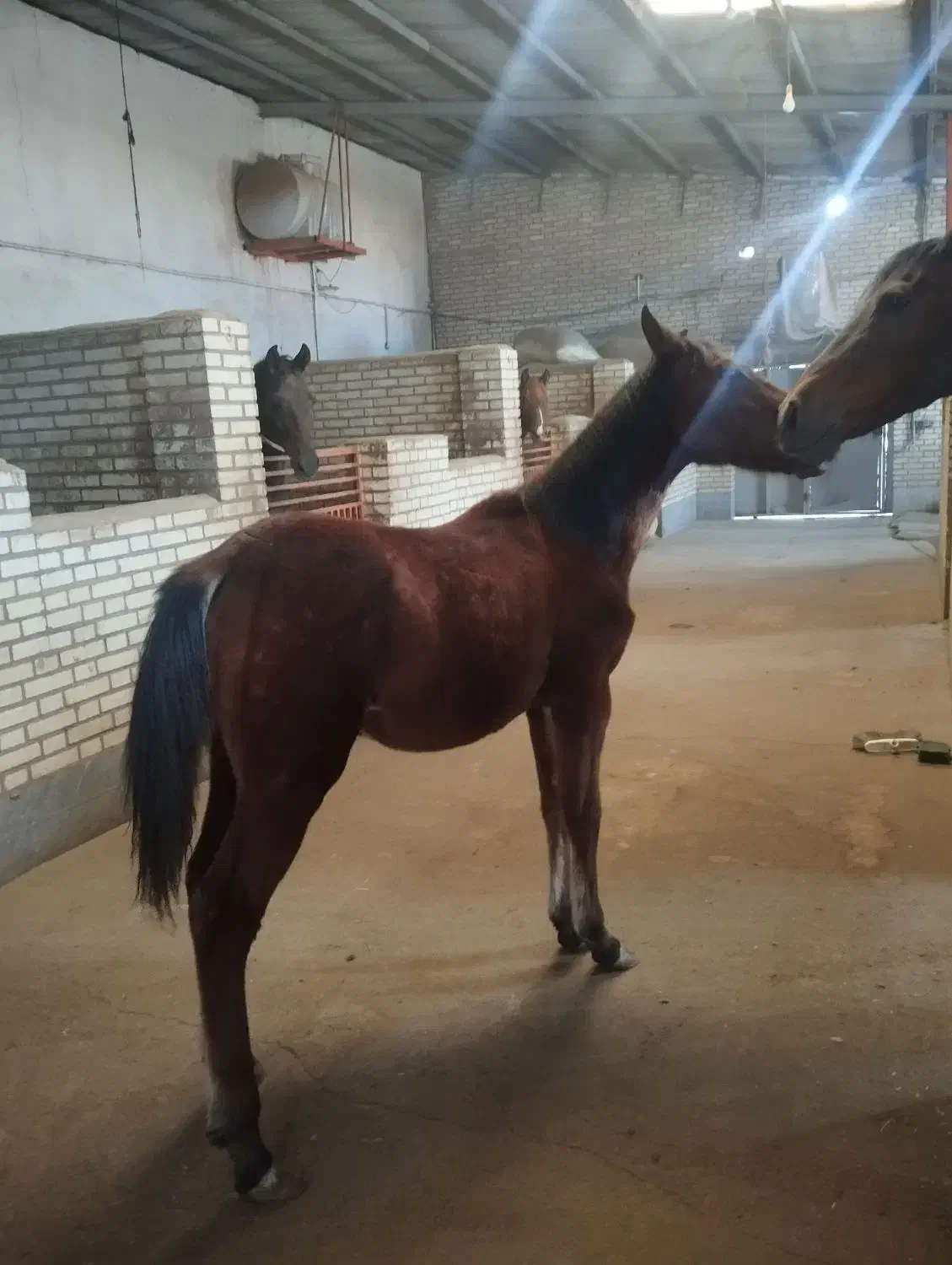 اسب کره نریان کرد|اسب و تجهیزات اسب‌سواری|خسروشاه, |دیوار