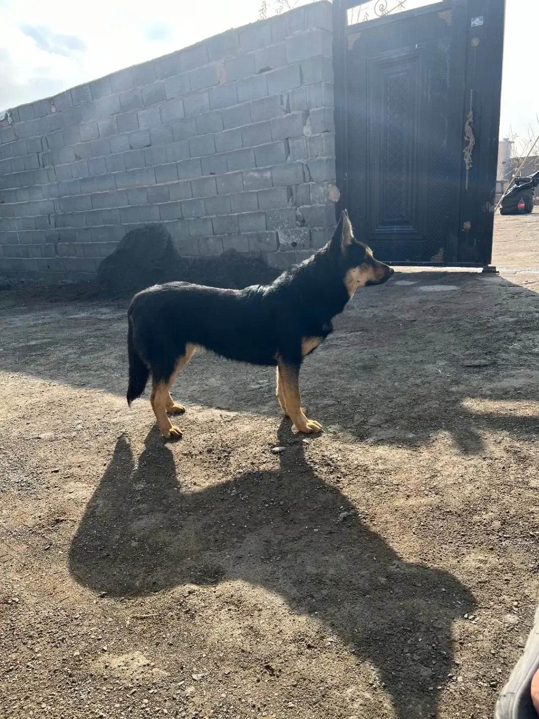 سگ ژرمن ماده|سگ|صوفیان, |دیوار