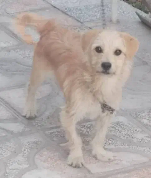 واگذاری سگ|سگ|بم, |دیوار