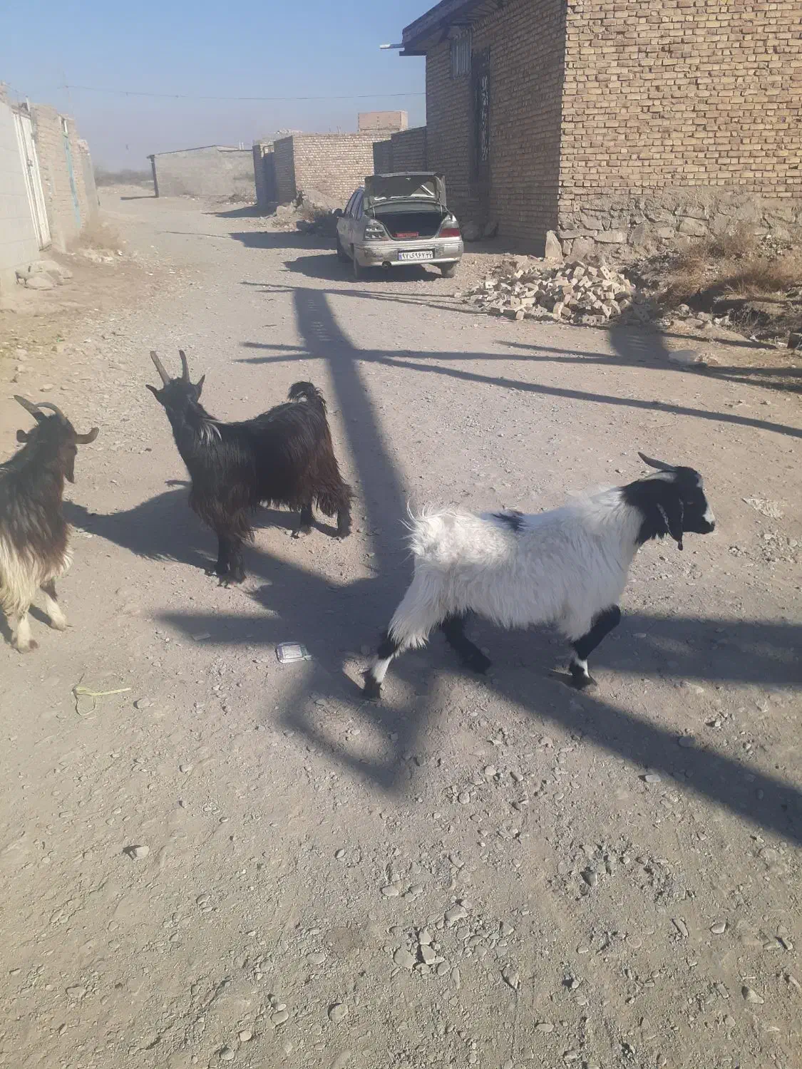 بره و بزغاله ریز|حیوانات مزرعه|نیشابور, شهید بهشتی|دیوار