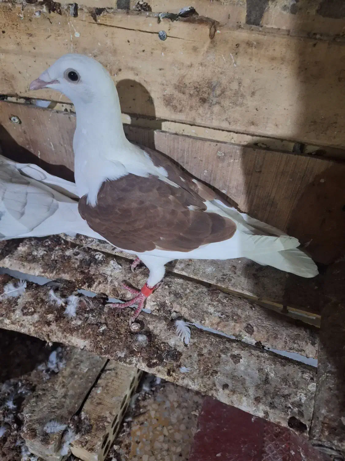 کبوتر|پرنده|بهبهان, |دیوار