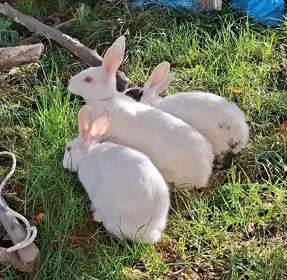 خرگوش|موش و خرگوش|بابل, |دیوار