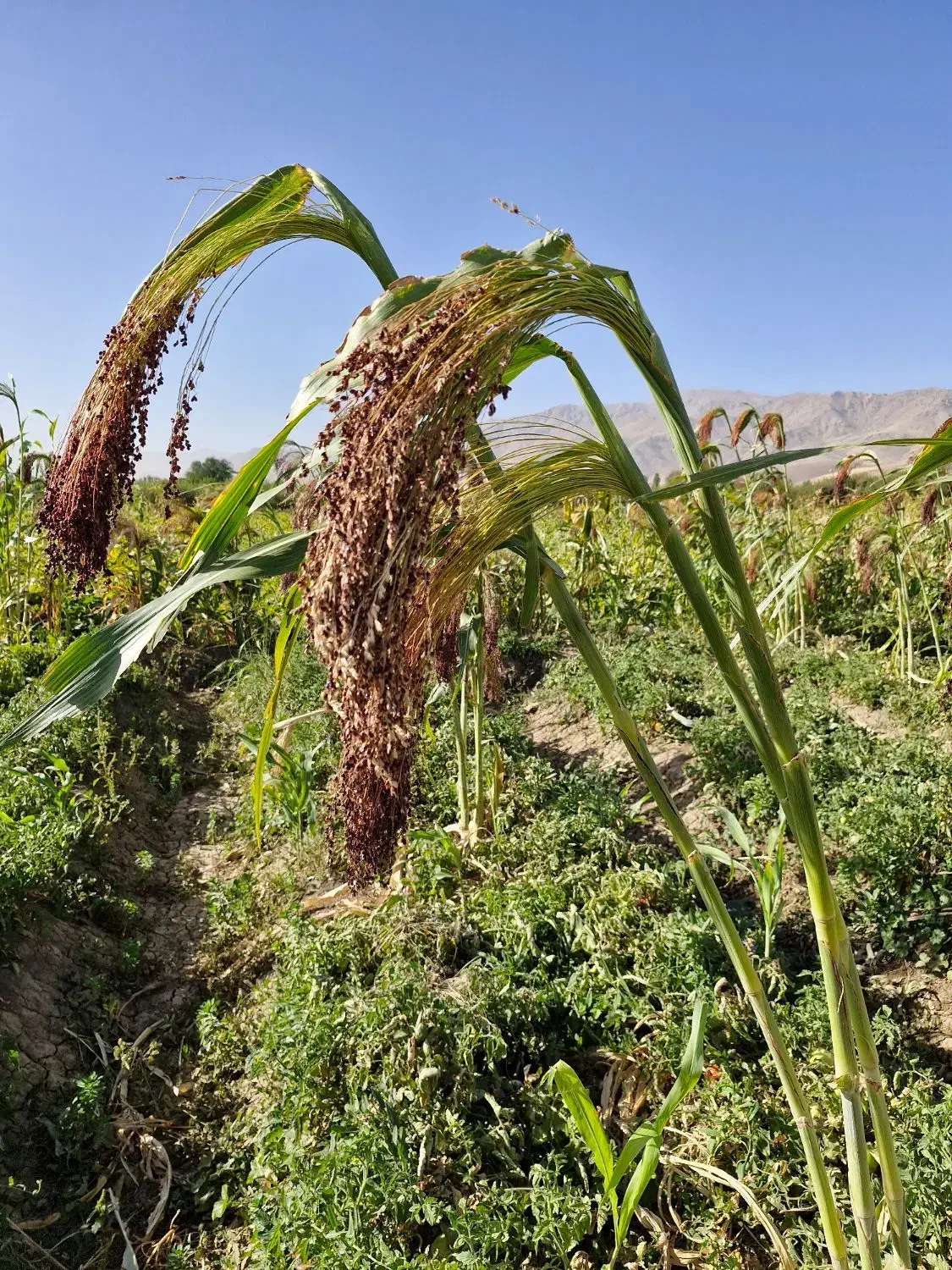 جارو|جاروبرقی، جارو شارژی، بخارشو|بروجرد, |دیوار
