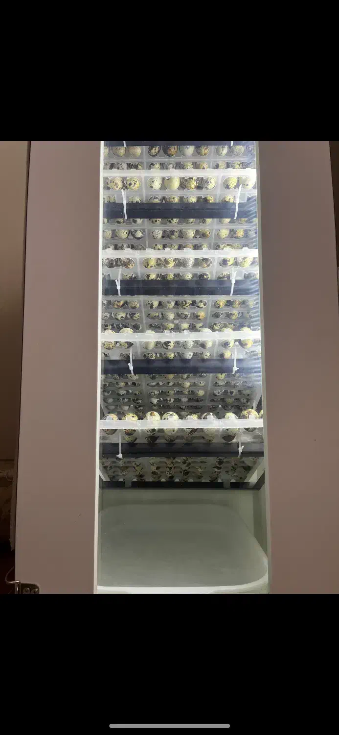 دستگاه جوجه کشی ۲۱۰ تایی هدایت|لوازم جانبی حیوانات|اصفهان, گورتان|دیوار