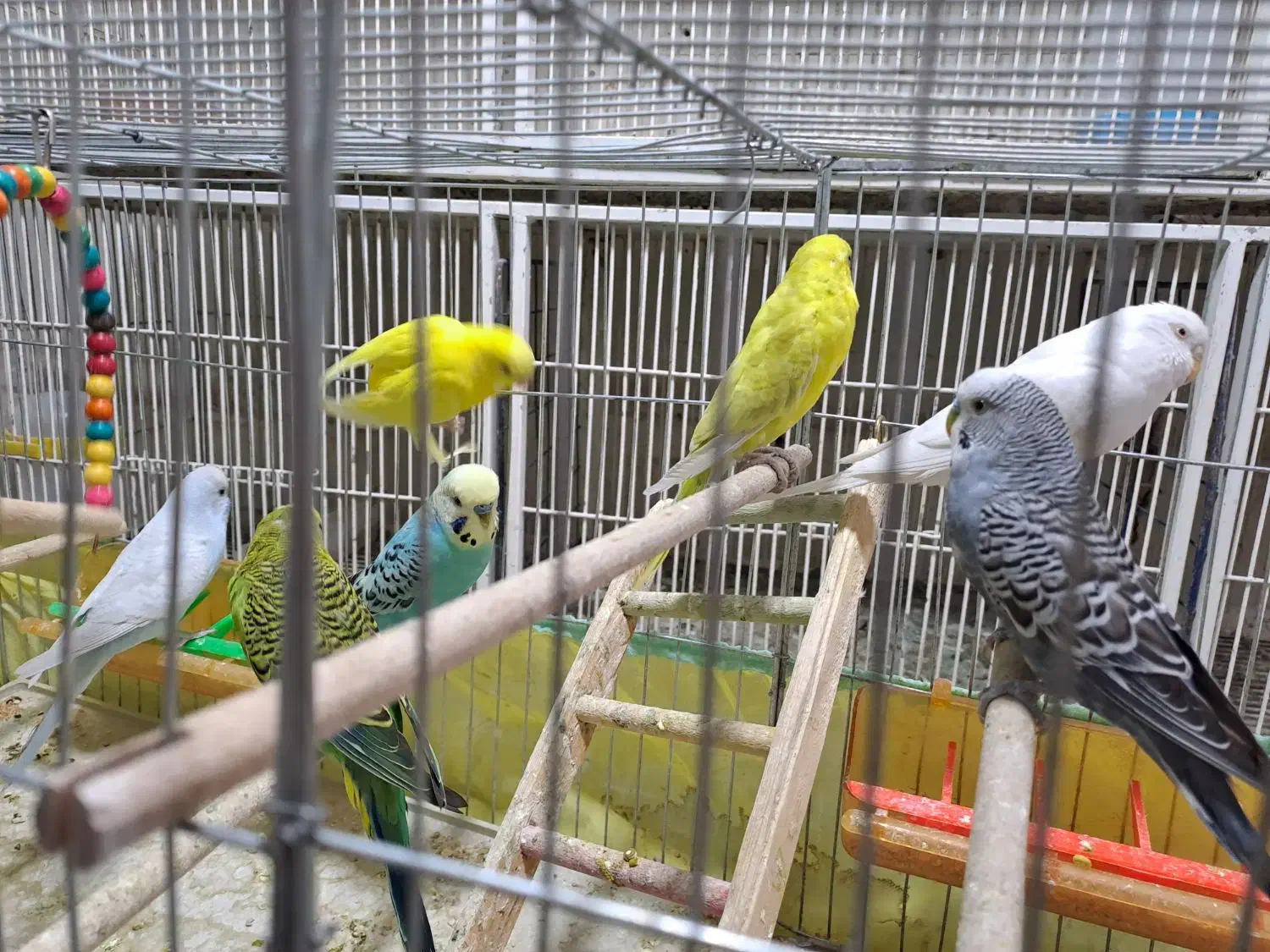 مرغ عشق با قفس و وسایل|پرنده|شیراز, شیخ علی چوپان|دیوار