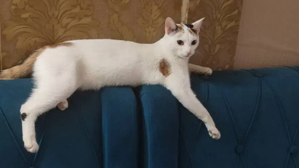 گربه ماده واکسن زده|گربه|قم, زنبیل آباد|دیوار