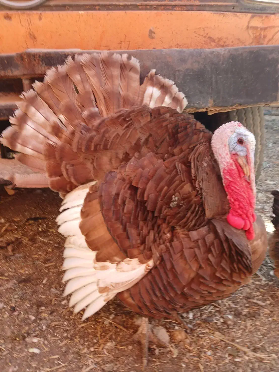 بوقلمون|حیوانات مزرعه|فرخ‌شهر, |دیوار